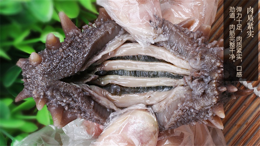 野生海参的功效