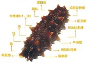 海参这样吃营养会翻倍，原来海参有这么多好处！