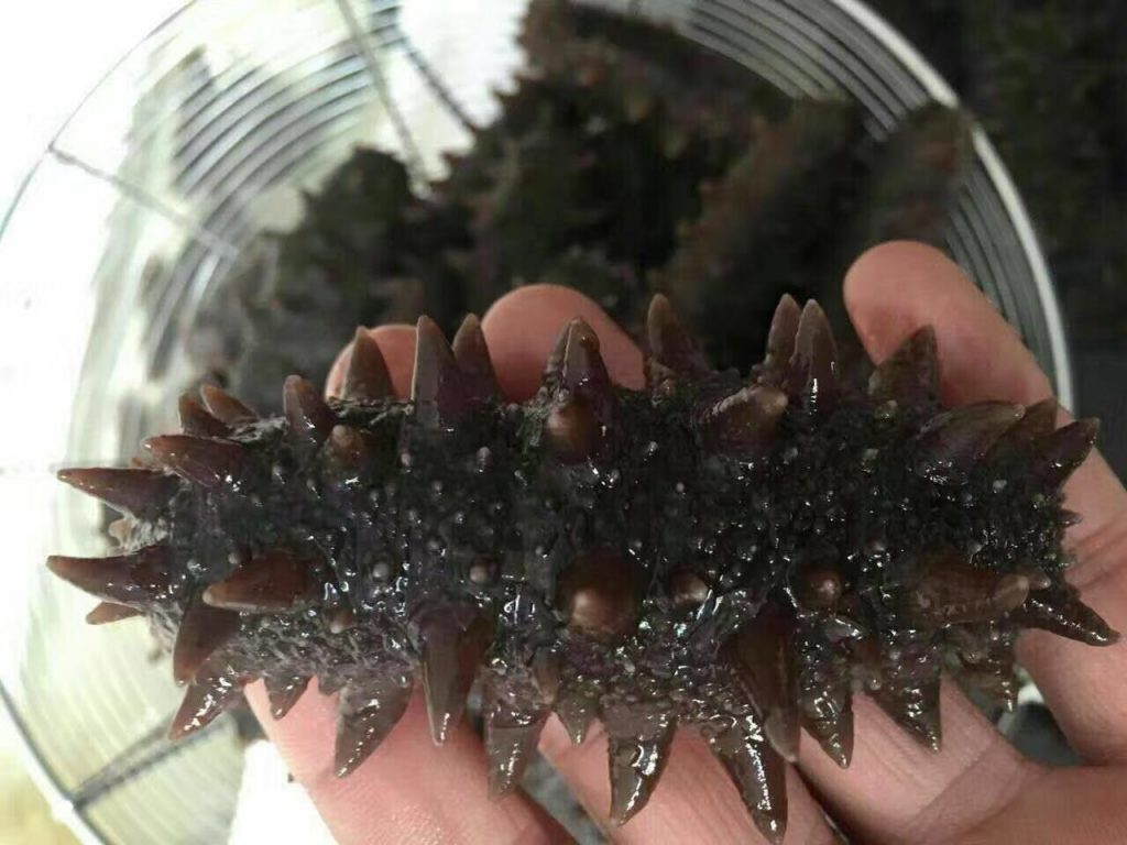 海参的功效与作用及禁忌