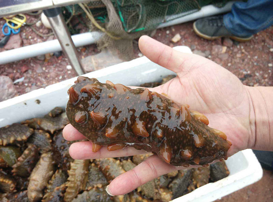 大连即食海参的功效与鉴别方法